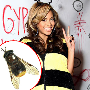 Beyonce Beyonce